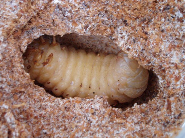 abelmosk.◇  虫虫名称: 苏门达腊扁  留言主题:  蛹室大小.