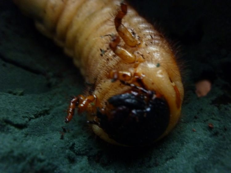 喜虫天降甲虫专卖-独角仙-摄影写真