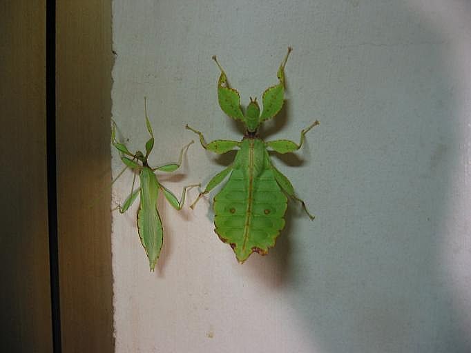 今天的相片 不小说摔到美眉了  唉