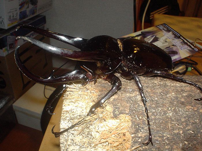 喜虫天降-会员讨论区