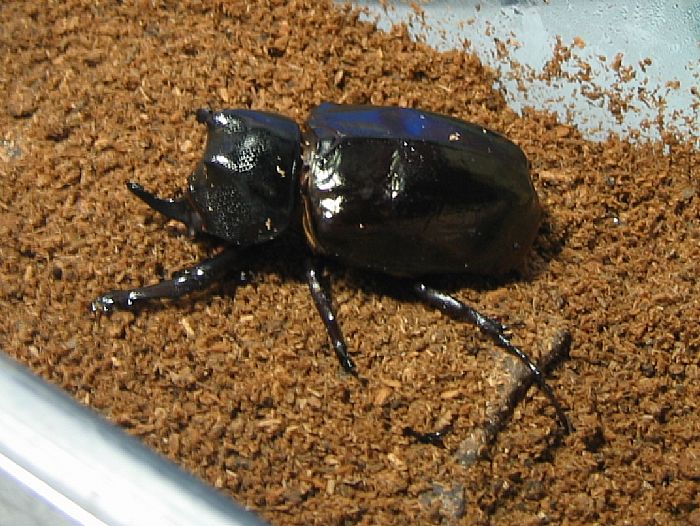 羽化3天后 对了,叶修请收简讯