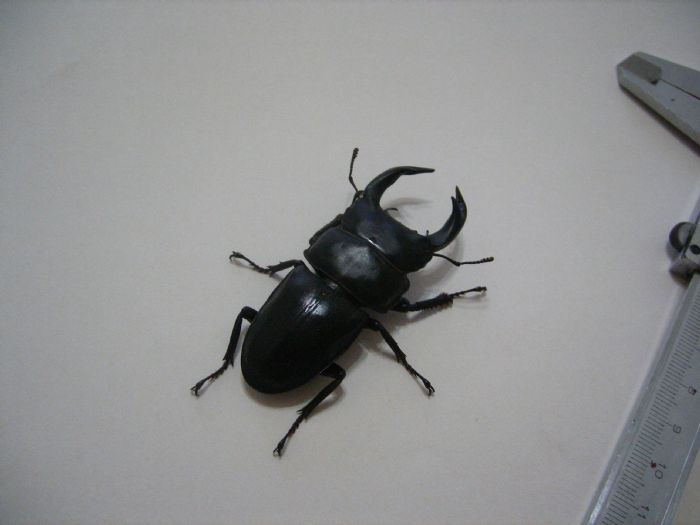 喜虫天降-会员讨论区