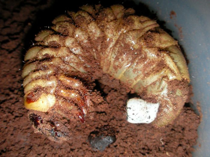 喜虫天降-会员讨论区