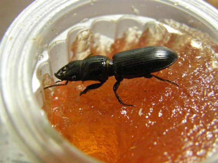 喜虫天降-会员讨论区