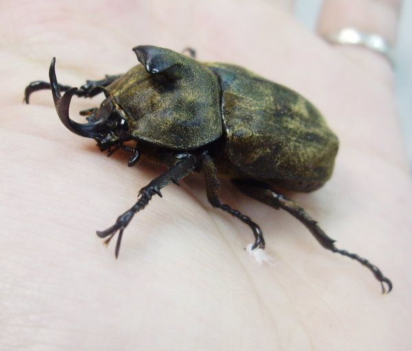 喜虫天降-会员讨论区