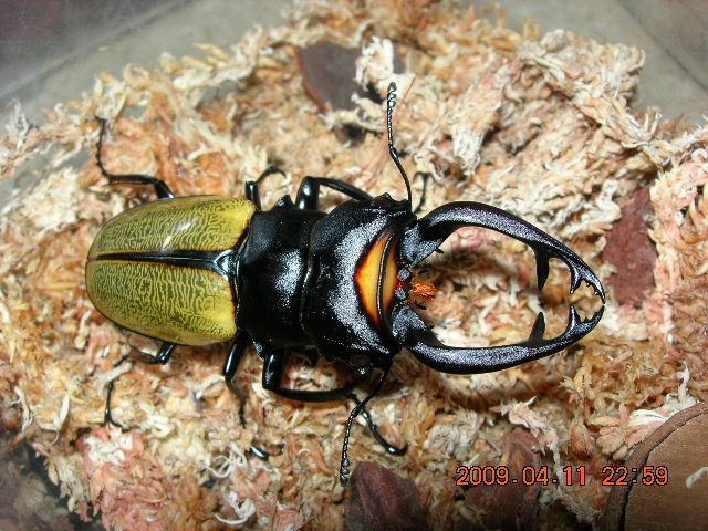 喜虫天降-会员讨论区