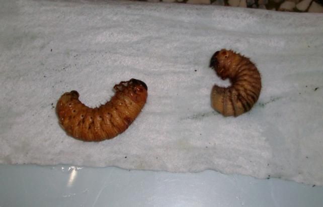 喜虫天降-会员讨论区