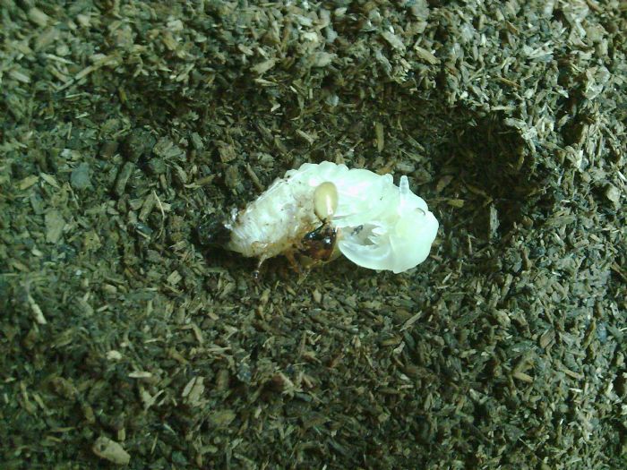 喜虫天降-会员讨论区