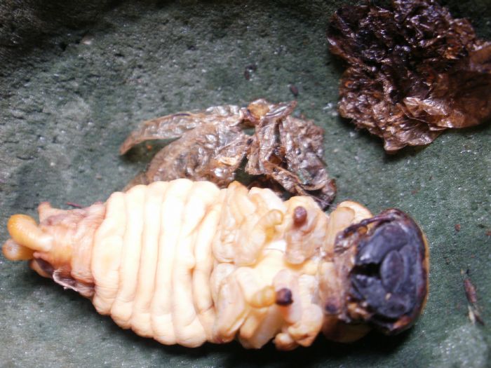 喜虫天降-会员讨论区