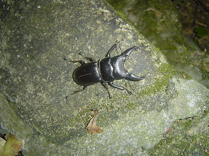 喜虫天降-会员讨论区