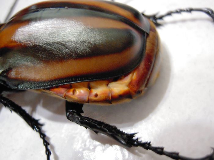 喜虫天降-会员讨论区