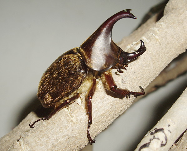 喜虫天降甲虫专卖